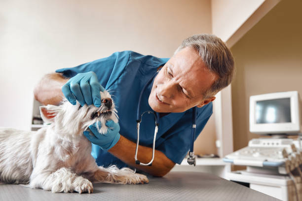 Best Pediatric Emergency Dentist in Tillmans Corner, AL